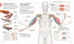 Innenansicht 4 zum Buch Yoga verstehen - Die Anatomie der Yoga-Haltungen