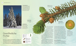Innenansicht 4 zum Buch Bäume - Eine Natur- und Kulturgeschichte