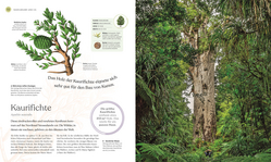 Innenansicht 2 zum Buch Bäume - Eine Natur- und Kulturgeschichte