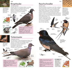 Innenansicht 4 zum Buch Gartenvögel beobachten und bestimmen