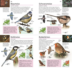 Innenansicht 6 zum Buch Gartenvögel beobachten und bestimmen