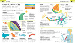 Innenansicht 4 zum Buch Biologie, Chemie, Physik für Eltern