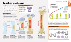 Innenansicht 3 zum Buch #dkinfografik. Der menschliche Körper