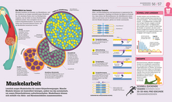 Innenansicht 4 zum Buch #dkinfografik. Der menschliche Körper