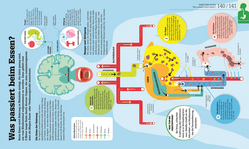 Innenansicht 7 zum Buch #dkinfografik. Der menschliche Körper