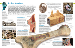 Innenansicht 2 zum Buch memo Wissen entdecken. Der Körper