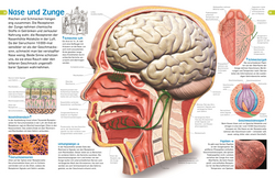 Innenansicht 5 zum Buch memo Wissen entdecken. Der Körper