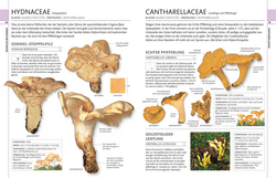 Innenansicht 3 zum Buch Pilze