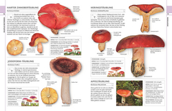 Innenansicht 5 zum Buch Pilze