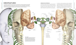 Innenansicht 4 zum Buch Das Gehirn