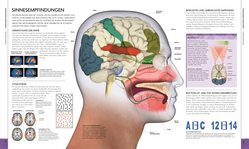Innenansicht 5 zum Buch Das Gehirn