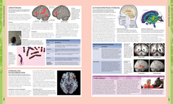 Innenansicht 8 zum Buch Das Gehirn