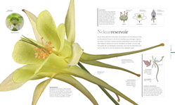 Innenansicht 5 zum Buch Flora – Wunderwelt der Pflanzen