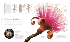 Innenansicht 6 zum Buch Flora – Wunderwelt der Pflanzen