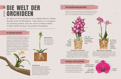Innenansicht 6 zum Buch Orchideen-Glück