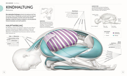 Innenansicht 5 zum Buch Yoga verstehen - Die Anatomie der Yoga-Haltungen