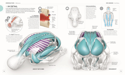 Innenansicht 6 zum Buch Yoga verstehen - Die Anatomie der Yoga-Haltungen