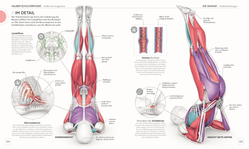 Innenansicht 7 zum Buch Yoga verstehen - Die Anatomie der Yoga-Haltungen