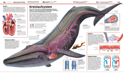 Innenansicht 7 zum Buch DK Wissen. Natur & Technik