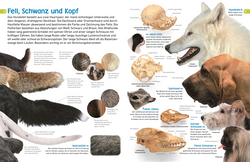 Innenansicht 2 zum Buch memo Wissen entdecken. Hunde