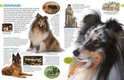 Innenansicht 6 zum Buch memo Wissen entdecken. Hunde