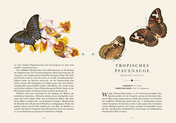 Innenansicht 3 zum Buch Naturelove. Die 50 schönsten Schmetterlinge der Welt