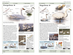 Innenansicht 3 zum Buch Vögel in Europa