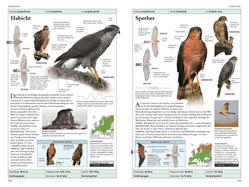 Innenansicht 4 zum Buch Vögel in Europa