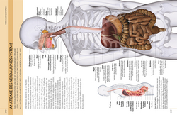Innenansicht 7 zum Buch Kompaktatlas menschlicher Körper