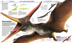 Innenansicht 4 zum Buch DK Wissen. Dinosaurier