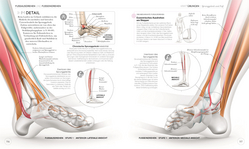 Innenansicht 6 zum Buch Lauftraining – Die Anatomie verstehen