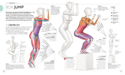 Innenansicht 8 zum Buch Lauftraining – Die Anatomie verstehen