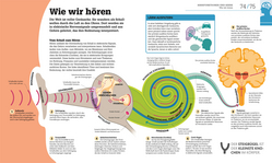 Innenansicht 4 zum Buch #dkinfografik. Das menschliche Gehirn und wie es funktioniert