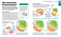 Innenansicht 6 zum Buch #dkinfografik. Das menschliche Gehirn und wie es funktioniert