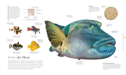 Innenansicht 2 zum Buch Fauna – Wunderwelt der Tiere