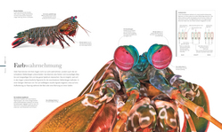 Innenansicht 4 zum Buch Fauna – Wunderwelt der Tiere