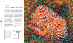 Innenansicht 6 zum Buch Fauna – Wunderwelt der Tiere