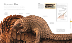 Innenansicht 8 zum Buch Fauna – Wunderwelt der Tiere