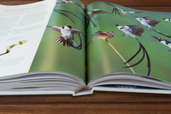 Innenansicht 10 zum Buch Fauna – Wunderwelt der Tiere