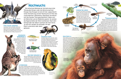 Innenansicht 3 zum Buch memo Wissen entdecken. Tiere