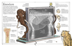 Innenansicht 5 zum Buch Das Mammut-Buch Naturwissenschaften