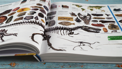 Innenansicht 10 zum Buch Bilderpedia