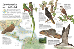 Innenansicht 2 zum Buch Atlas der Vögel