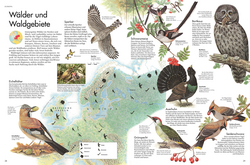 Innenansicht 3 zum Buch Atlas der Vögel