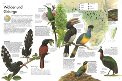 Innenansicht 4 zum Buch Atlas der Vögel