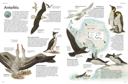 Innenansicht 6 zum Buch Atlas der Vögel