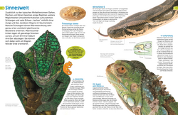 Innenansicht 2 zum Buch memo Wissen entdecken. Reptilien