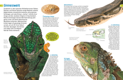Innenansicht 3 zum Buch memo Wissen entdecken. Reptilien