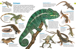 Innenansicht 4 zum Buch memo Wissen entdecken. Reptilien