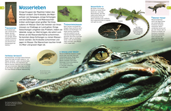 Innenansicht 5 zum Buch memo Wissen entdecken. Reptilien